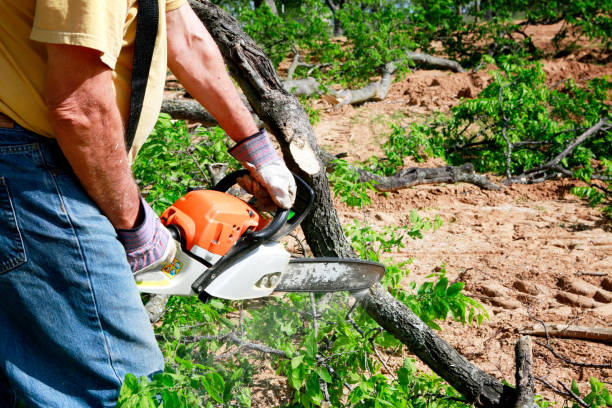 Best Emergency Tree Service  in Three Lakes, WA